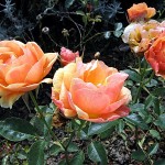 Markgräfler Land-28